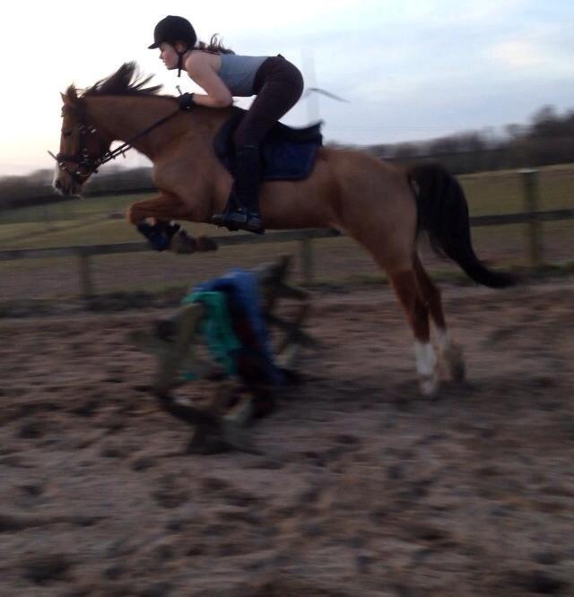 DSP Thorslunds Sunny Boy - Han sprang så fint den dag <3 billede 18