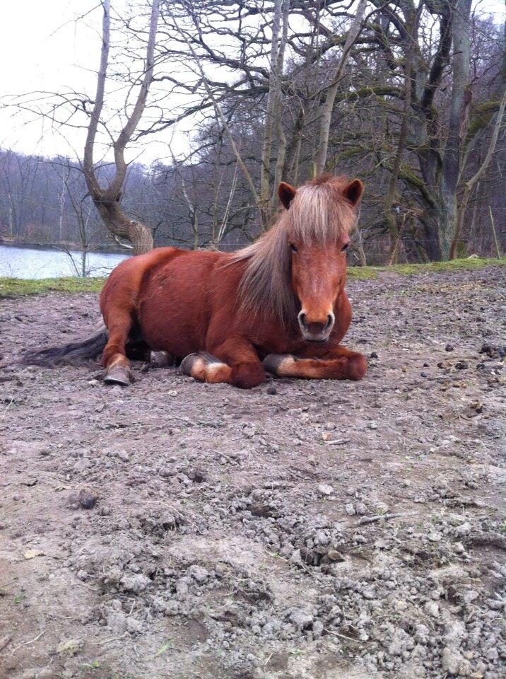 Islænder Tindra billede 2