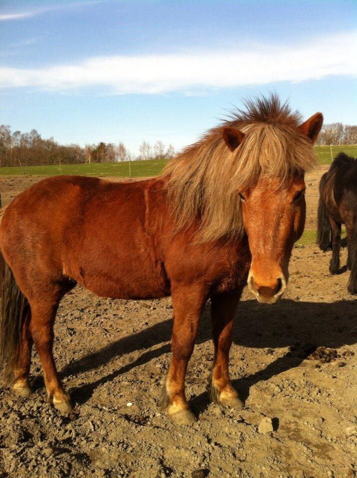 Islænder Tindra billede 4