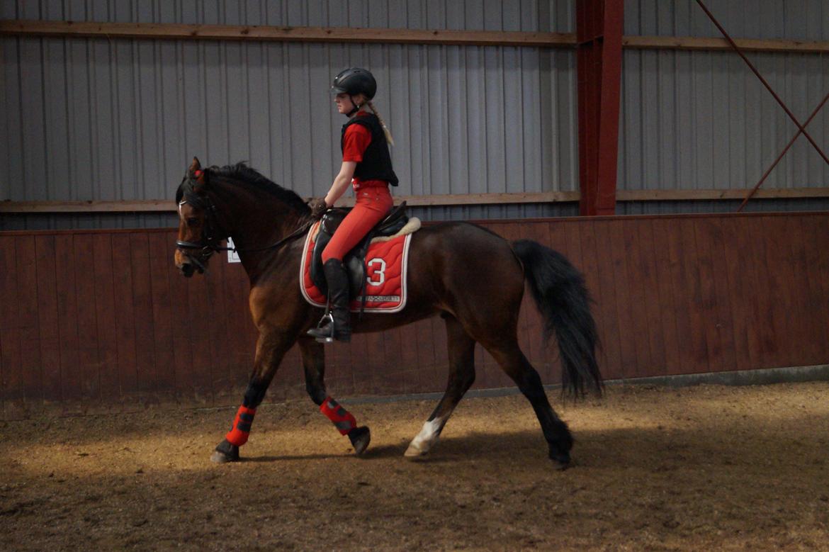 Welsh Cob (sec D) H. A´kato billede 2