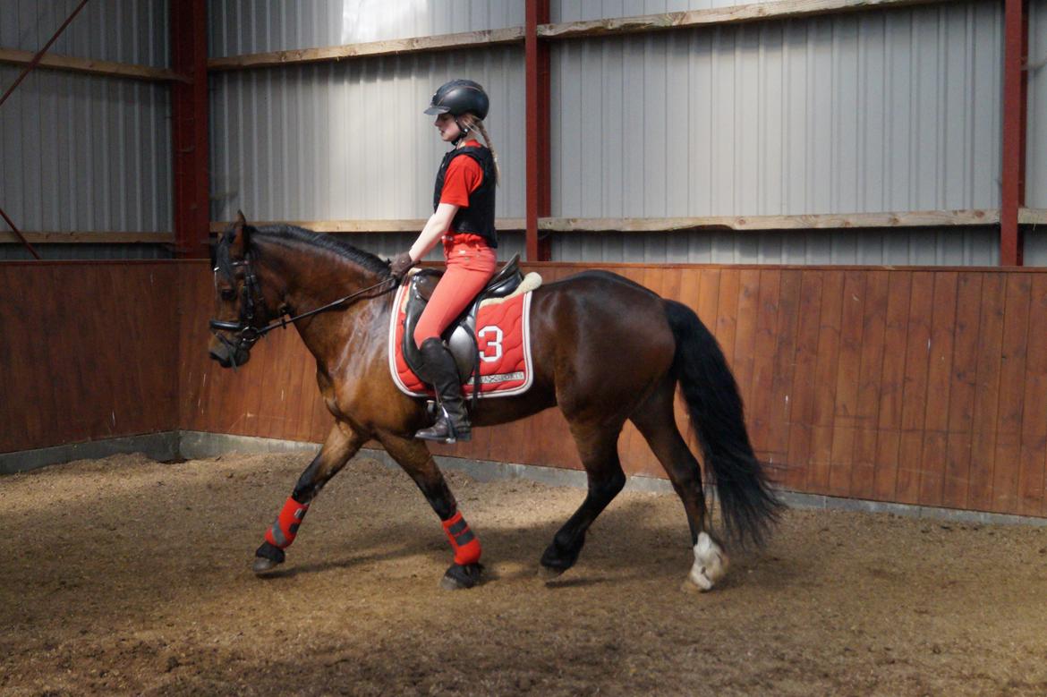 Welsh Cob (sec D) H. A´kato billede 3