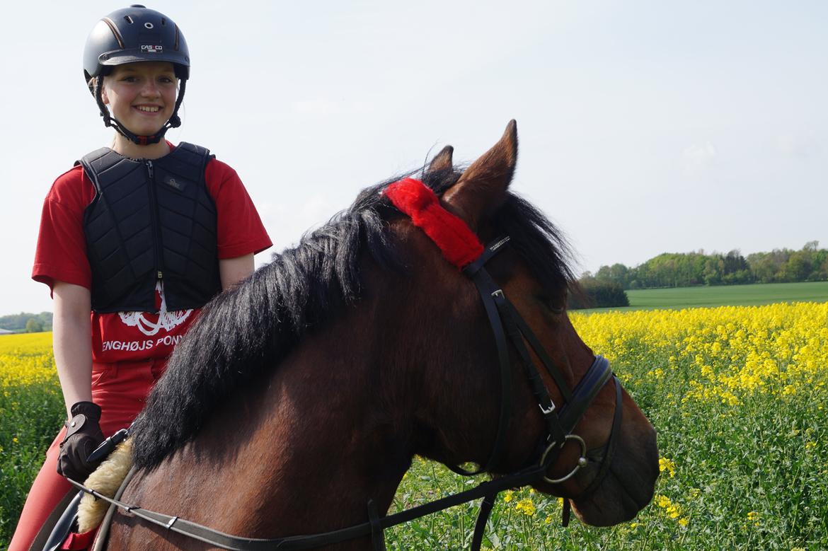 Welsh Cob (sec D) H. A´kato billede 4