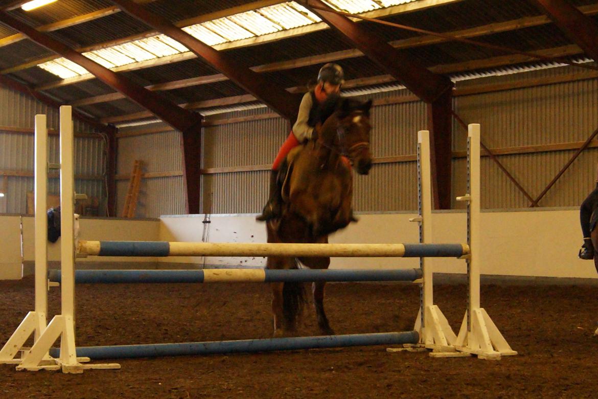 Welsh Cob (sec D) H. A´kato billede 5