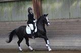 Hollandsk Sportspony Blesjer billede 9