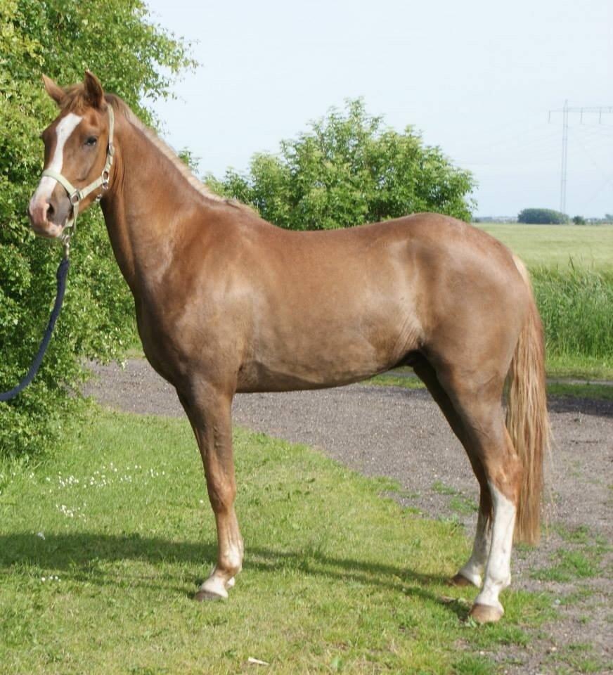 Anden særlig race Fabian billede 5