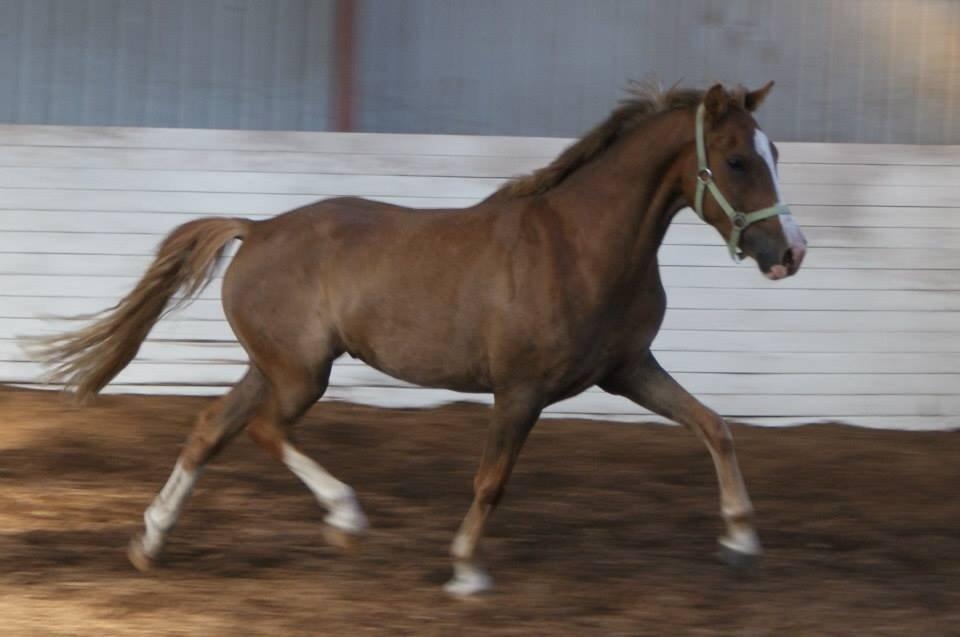 Anden særlig race Fabian billede 6