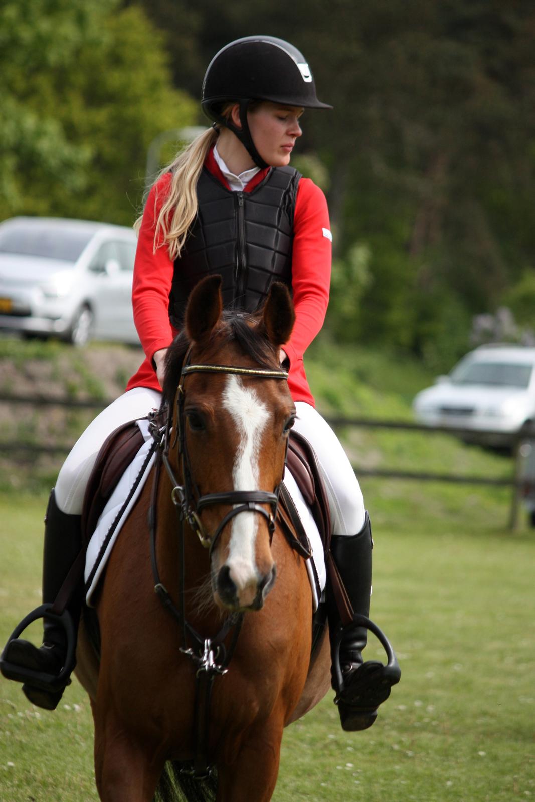 Dansk Varmblod VERONA HS billede 4