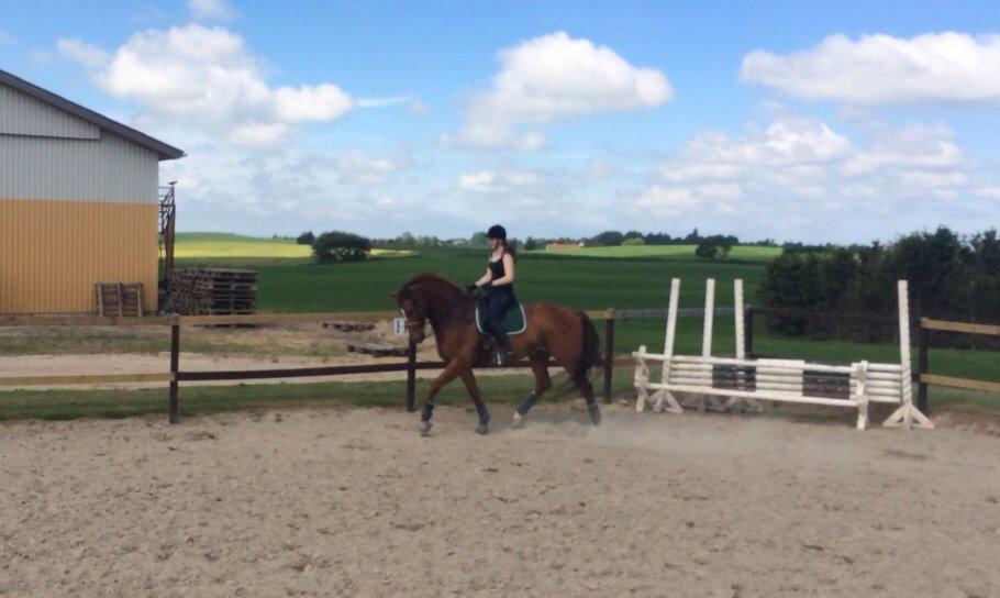 Oldenborg RYTTERGAARDENS PASCAL - Maj 2014 billede 17