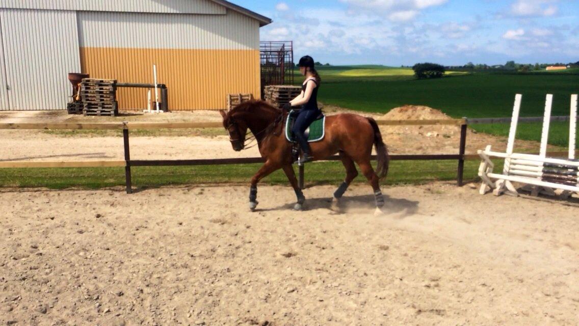 Oldenborg RYTTERGAARDENS PASCAL - Maj 2014 billede 18