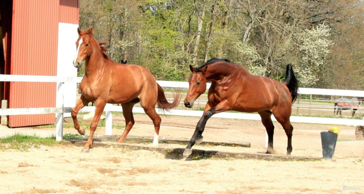 Tysk Oldenburger Villads billede 18