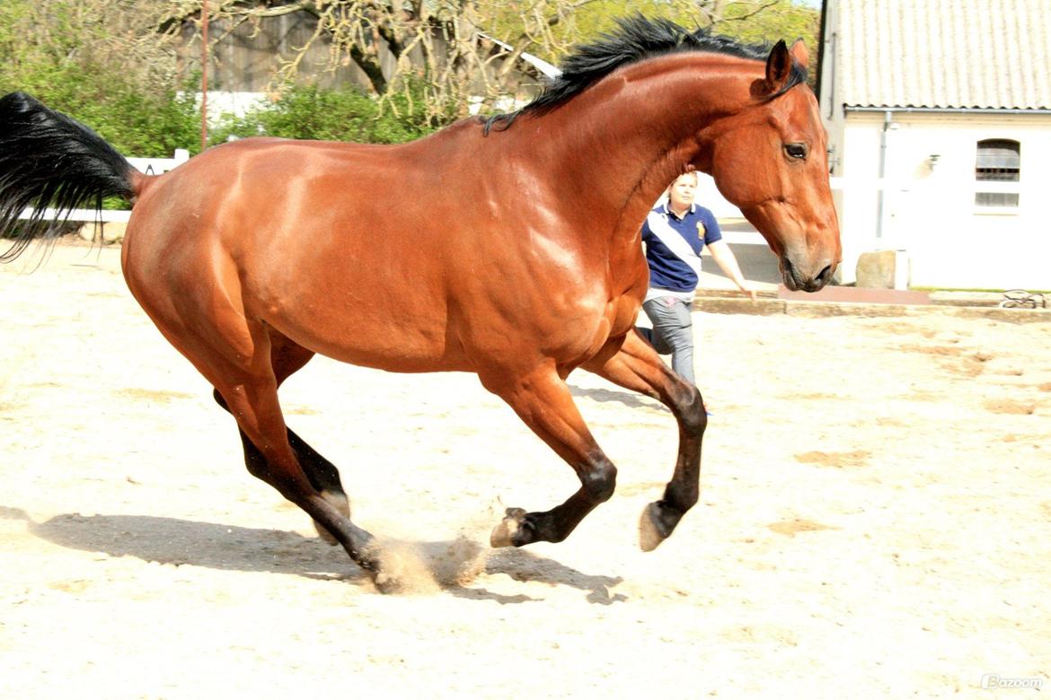 Tysk Oldenburger Villads billede 20