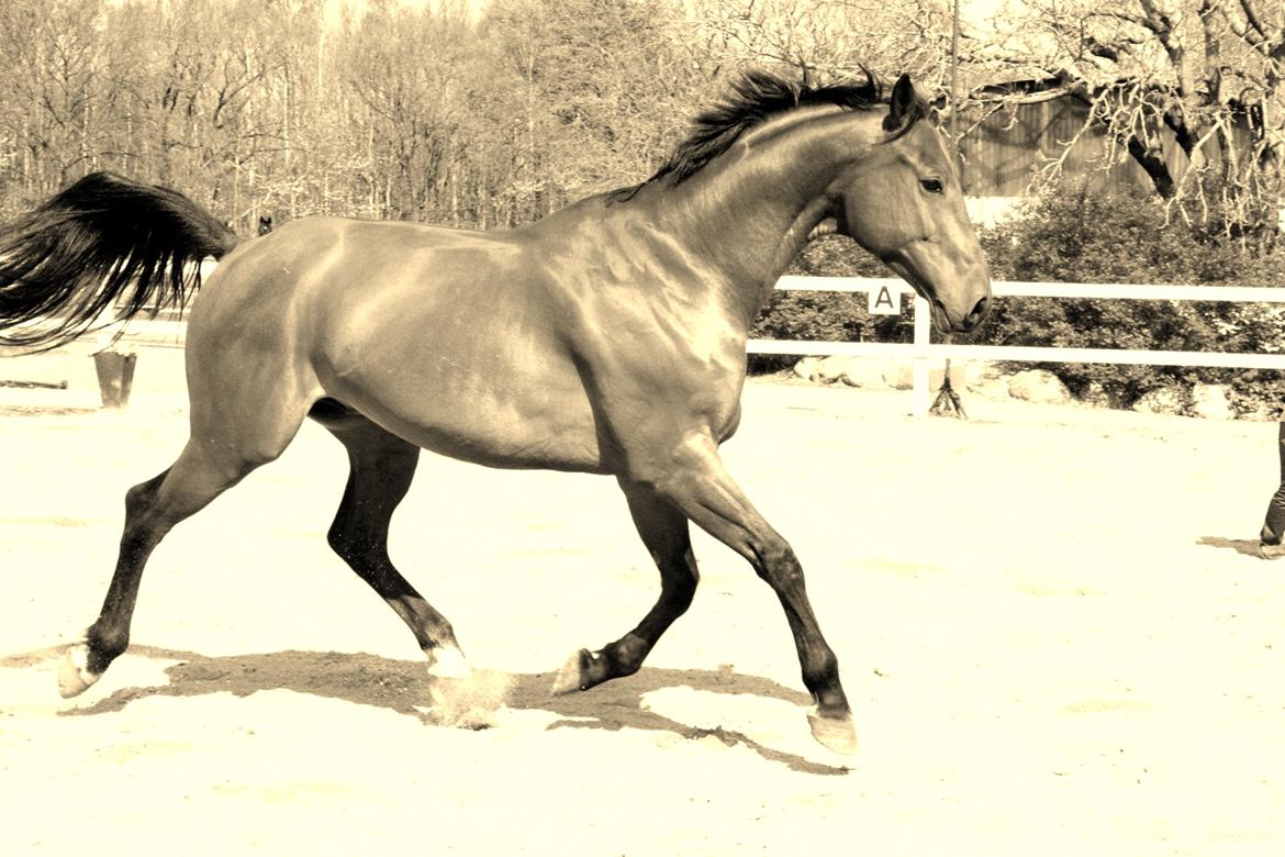 Tysk Oldenburger Villads billede 1