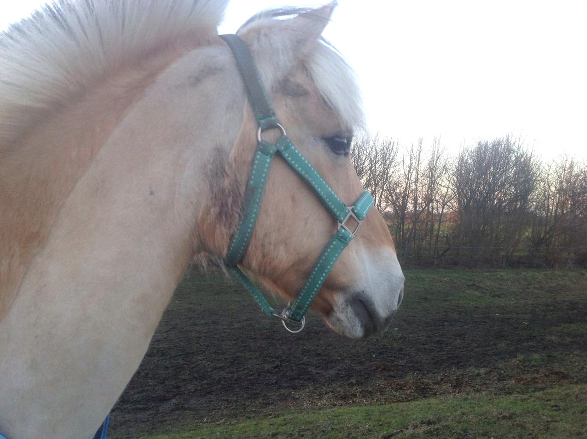 Anden særlig race R.I.P værtens beste pony Polle<3<3 - en af de foste dage på fold efter han er kommet hjem til mig<3 billede 8