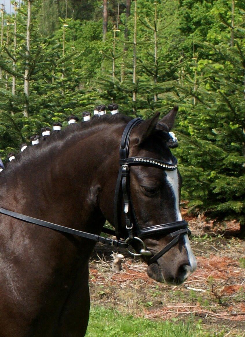 Anden særlig race Aslan billede 2