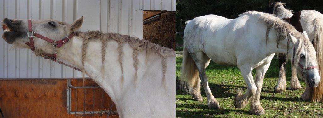 Irish Cob Tøsen *himmelhest* - 2013* billede 15
