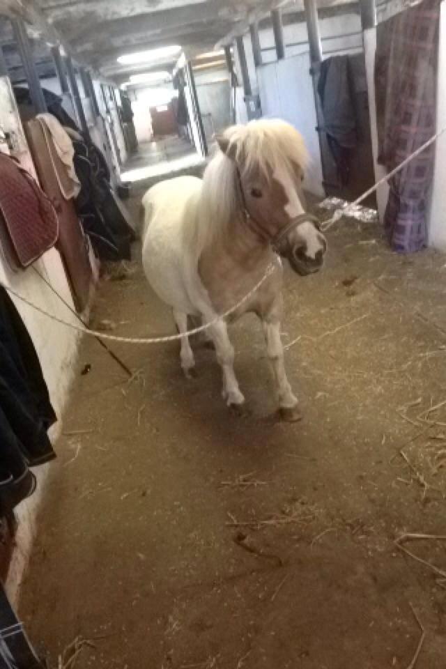 Shetlænder Rosa - Lille Rosa på stald gangen klar til at blive redet. :-) billede 2