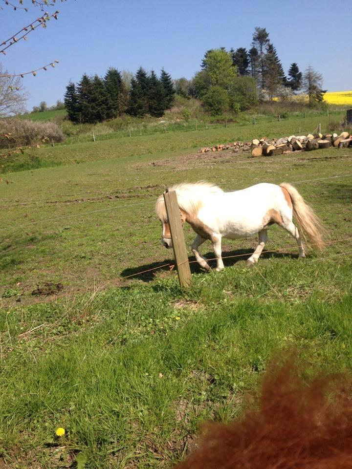 Shetlænder Rosa - Rosa giver den gas på marken :-) billede 3