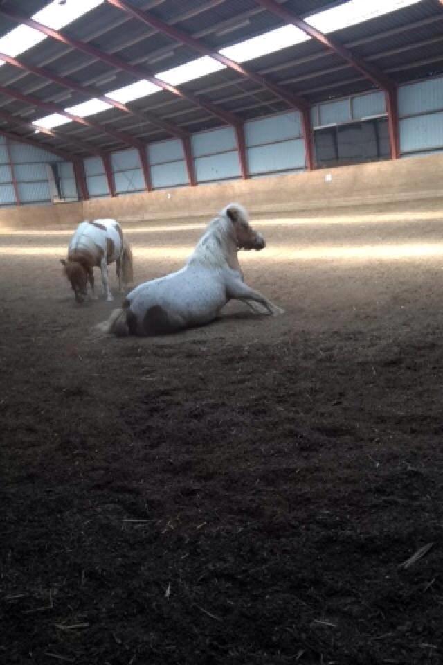 Shetlænder Rosa - Rosa der lige har rullet sig <3 - Sammen med Bølle Bob <3 billede 5