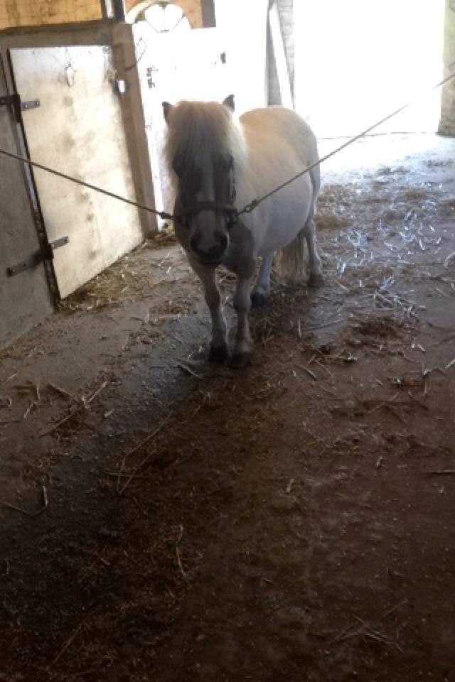 Shetlænder Rosa - Lille Rosa Mus efter en lang gå tur <3 billede 6