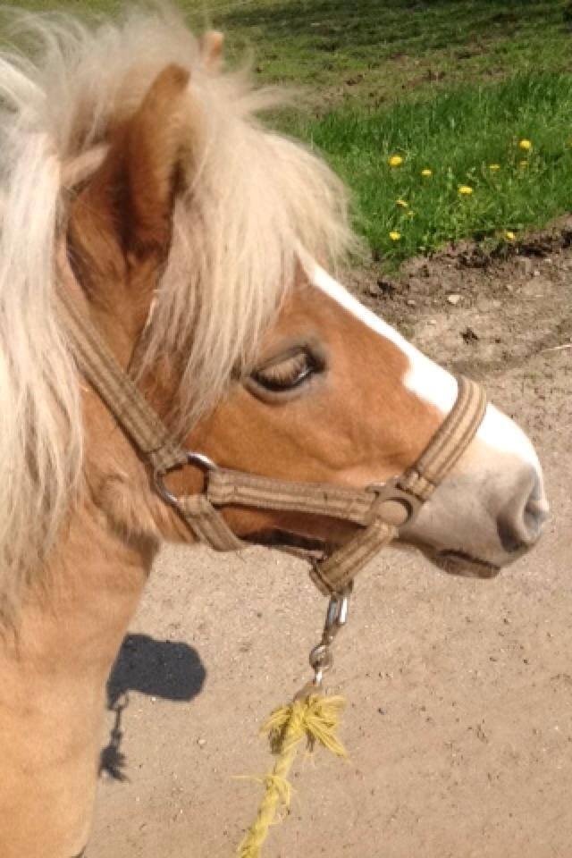 Shetlænder Rosa - Velkommen til Rosa's profil <3 billede 1