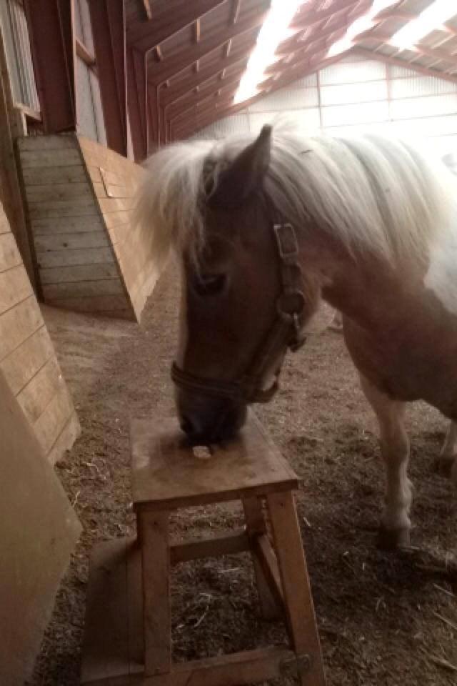 Shetlænder Rosa - Rosa prøver at spise en skammel :-) billede 4