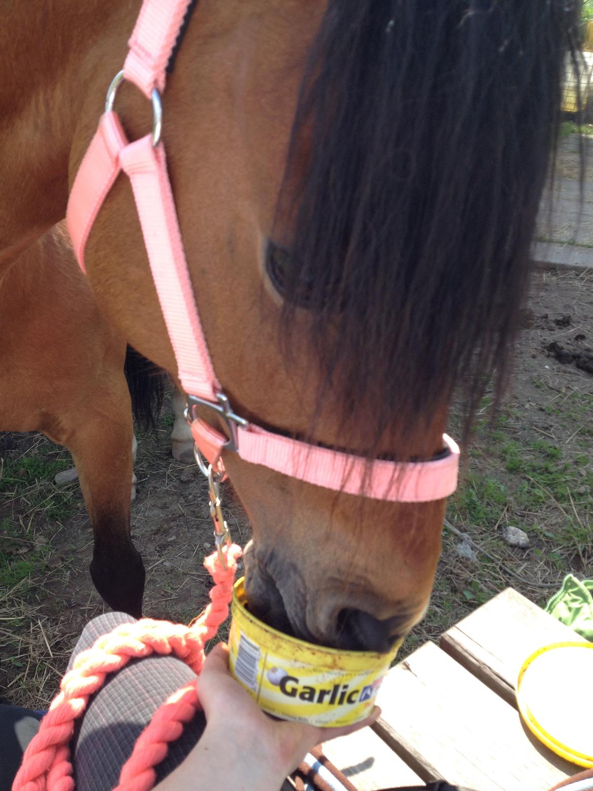 DSP Tovdals Indian Sunrise (Musse pigen<3) billede 7