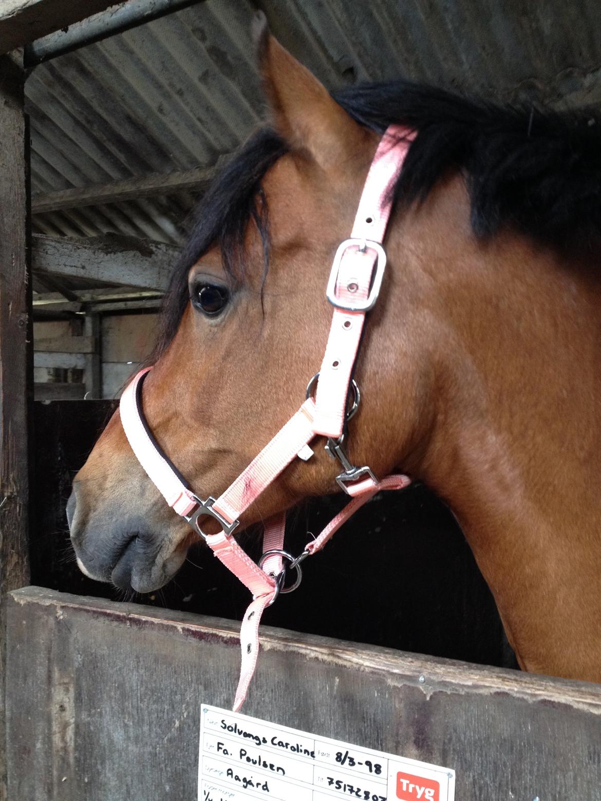 DSP Tovdals Indian Sunrise (Musse pigen<3) billede 6