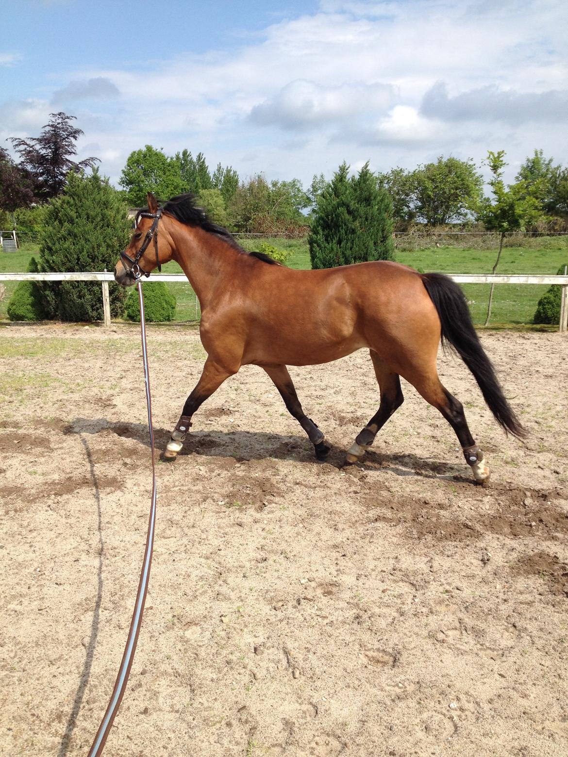 DSP Tovdals Indian Sunrise (Musse pigen<3) billede 8