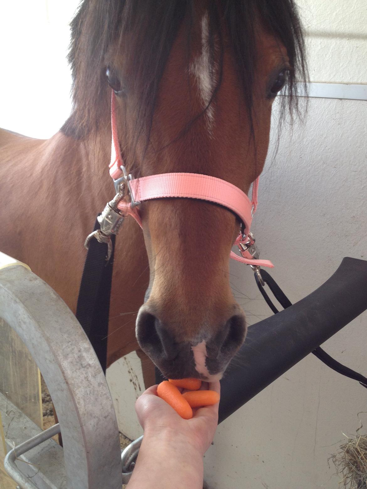 DSP Tovdals Indian Sunrise (Musse pigen<3) - I traileren på vej hjem.. 3,5 time. hun er så dygtig! billede 9