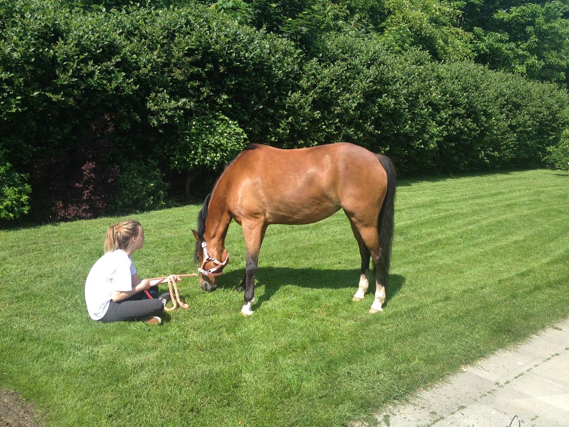 DSP Tovdals Indian Sunrise (Musse pigen<3) billede 3