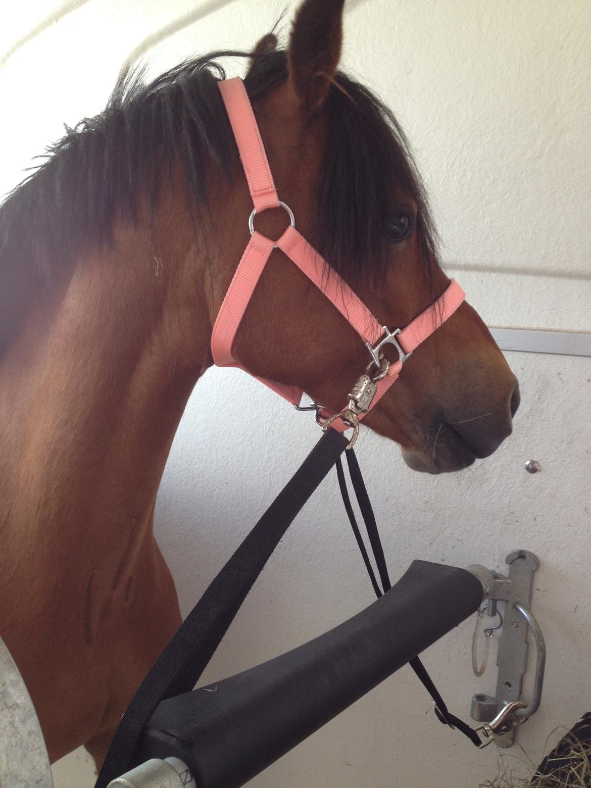 DSP Tovdals Indian Sunrise (Musse pigen<3) - På vej hjem i traileren<3 billede 5