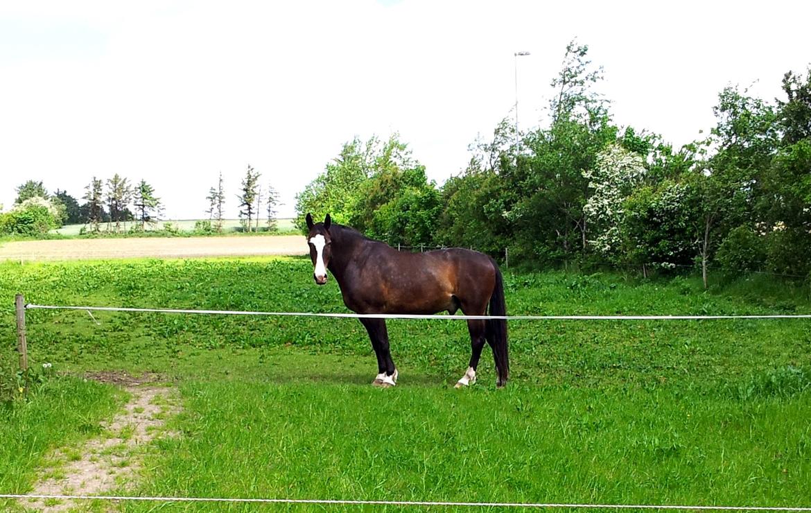 Oldenborg Lucas (SOLGT) billede 6