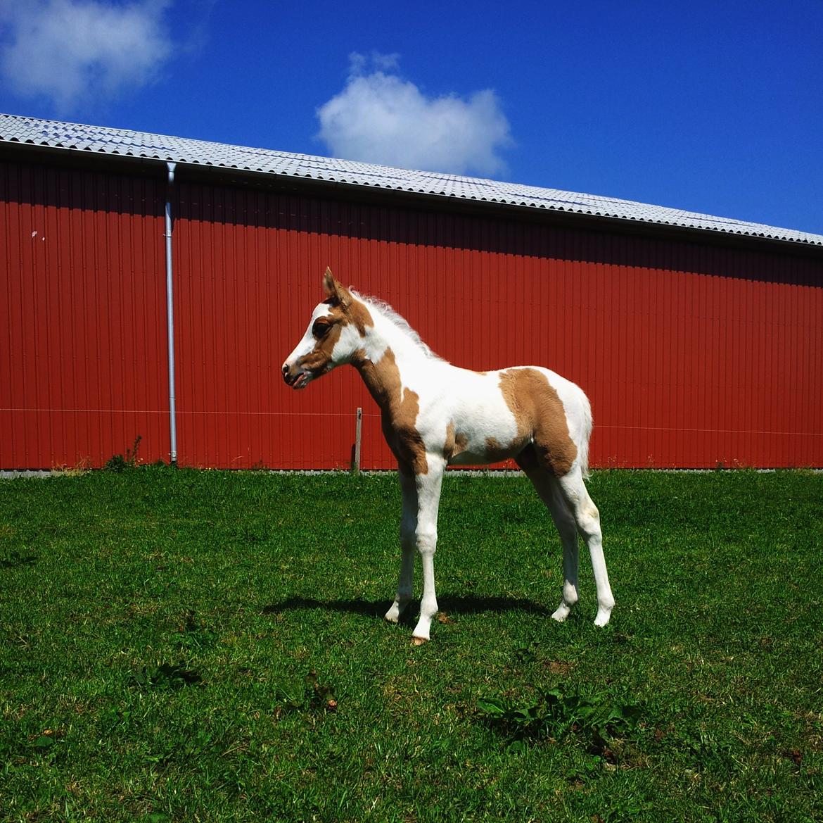 Tysk Sportspony Don Diego (SOLGT) billede 7