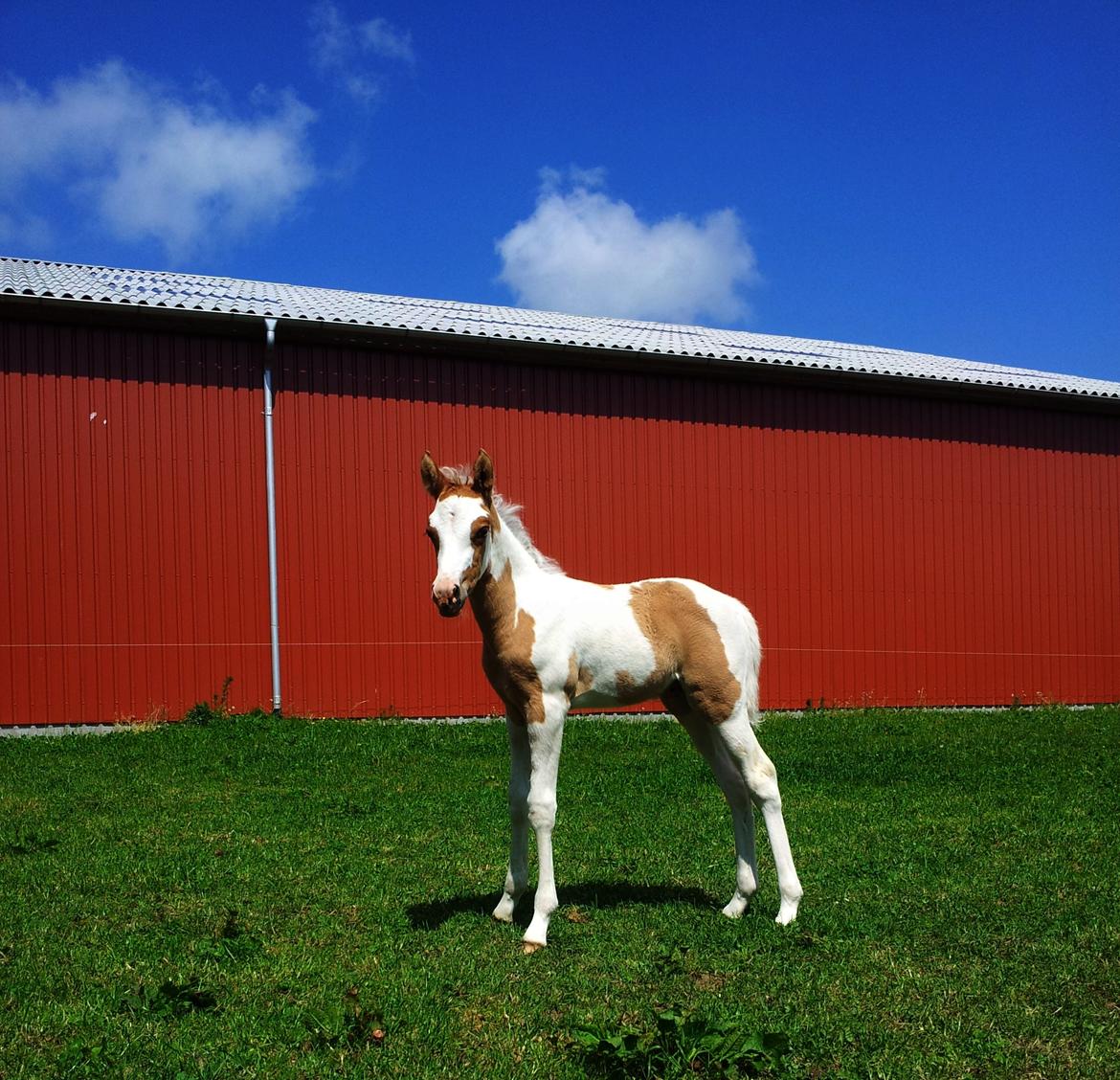 Tysk Sportspony Don Diego (SOLGT) billede 11