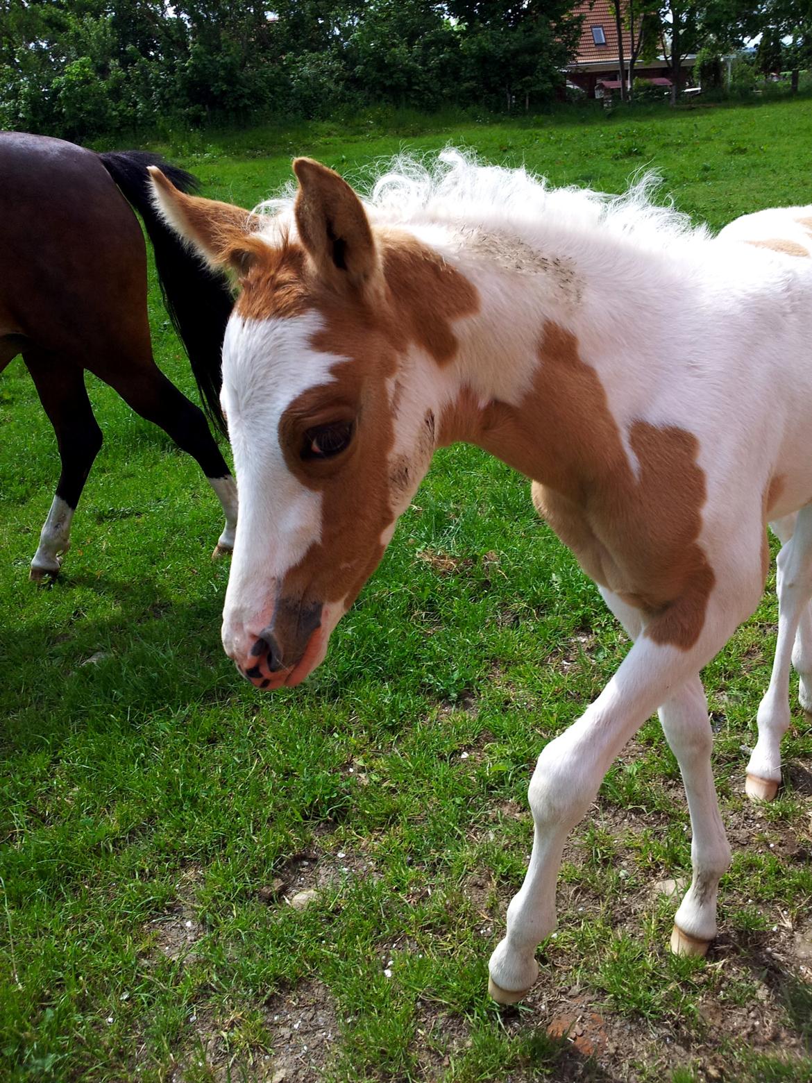 Tysk Sportspony Don Diego (SOLGT) billede 20