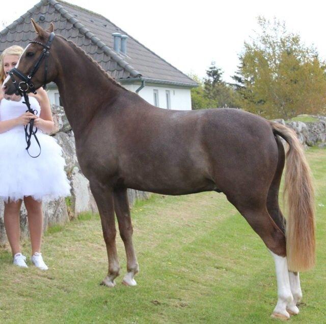 Anden særlig race Fabian billede 8