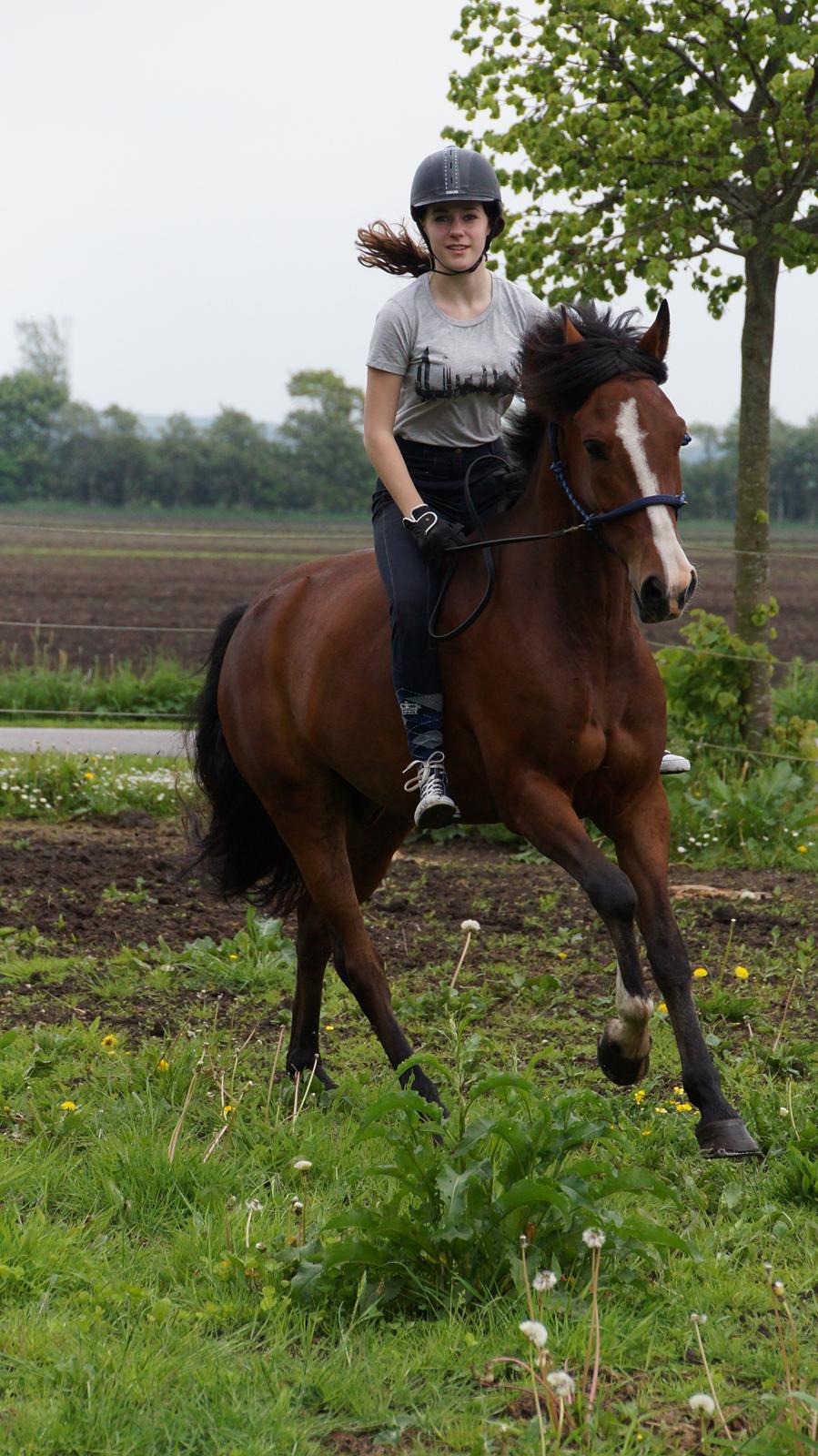 New Forest Holmens Rebus (Solgt) :( - Mit elskede dyr <3 billede 30