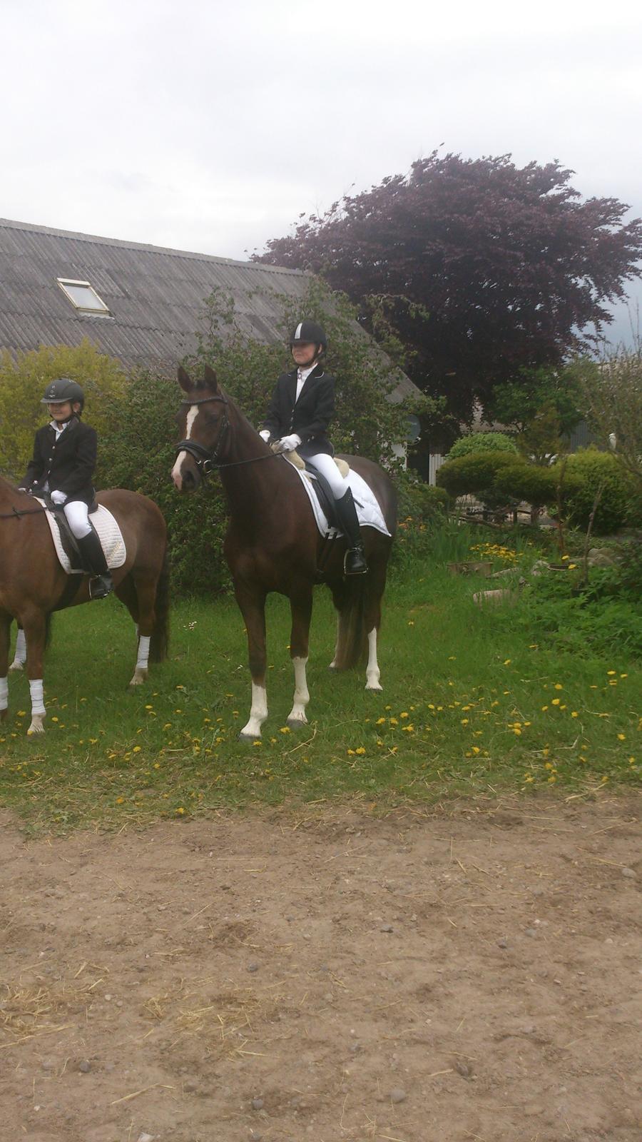 Welsh Partbred (Sec F) Struntze's MasterPiece BRSDH 630 - Sarah Groth og Nulle billede 13