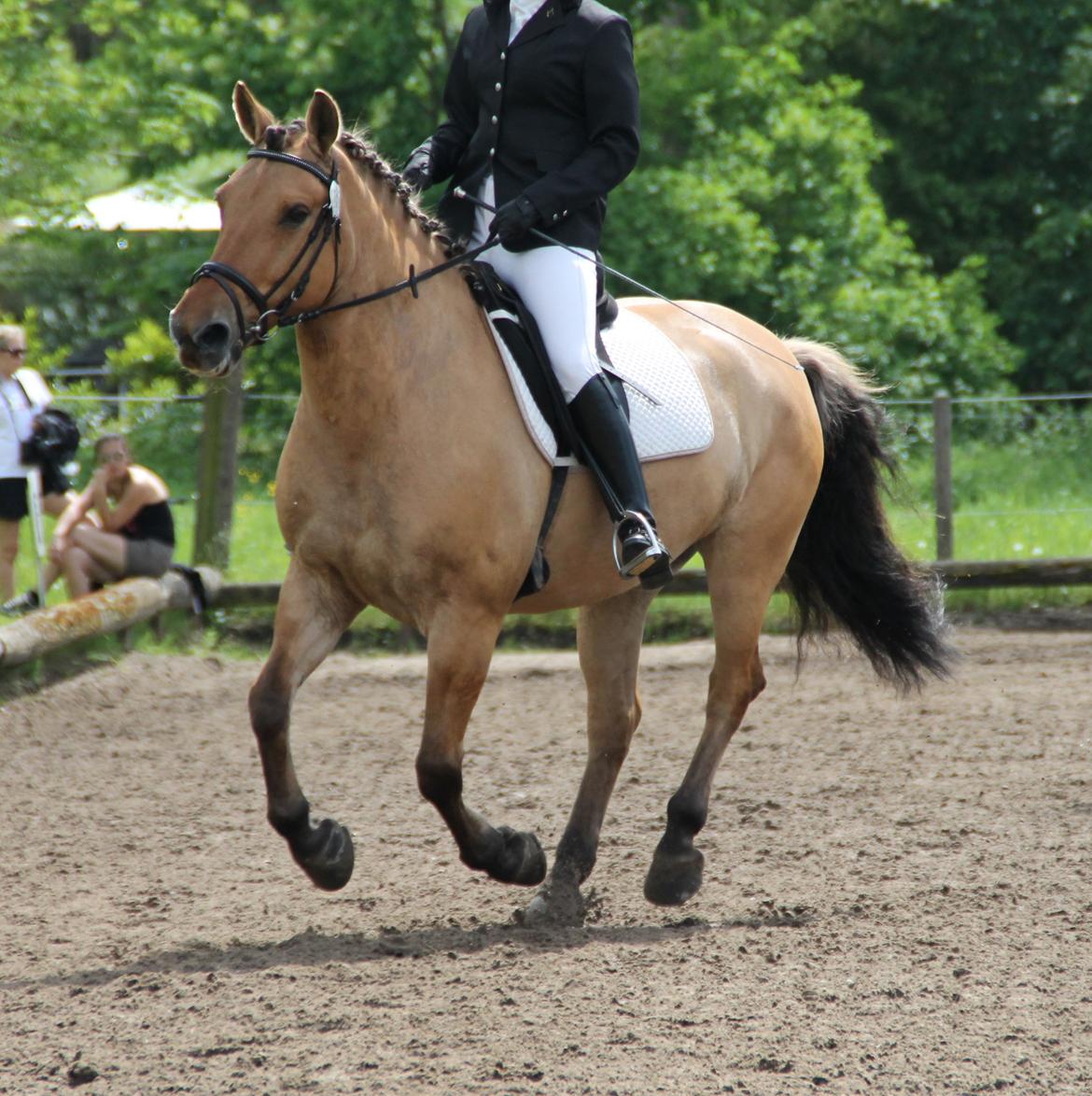 Anden særlig race Bamseline! <3 - Min glade hest :D <br><br> Foto: Sahra ;) billede 18
