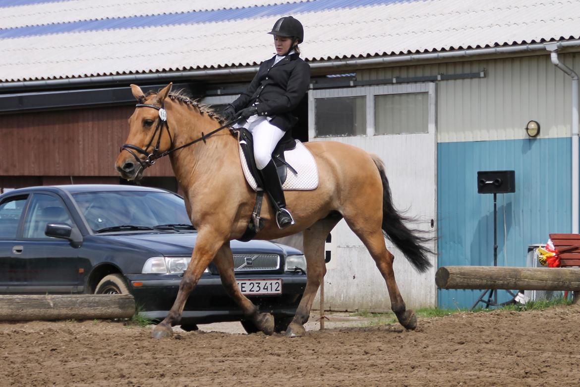 Anden særlig race Bamseline! <3 - Første stævne i en anden klub<3 <br><br> Foto: Sahra :D billede 13