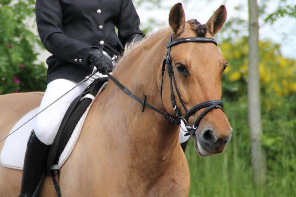 Anden særlig race Bamseline! <3 billede 20