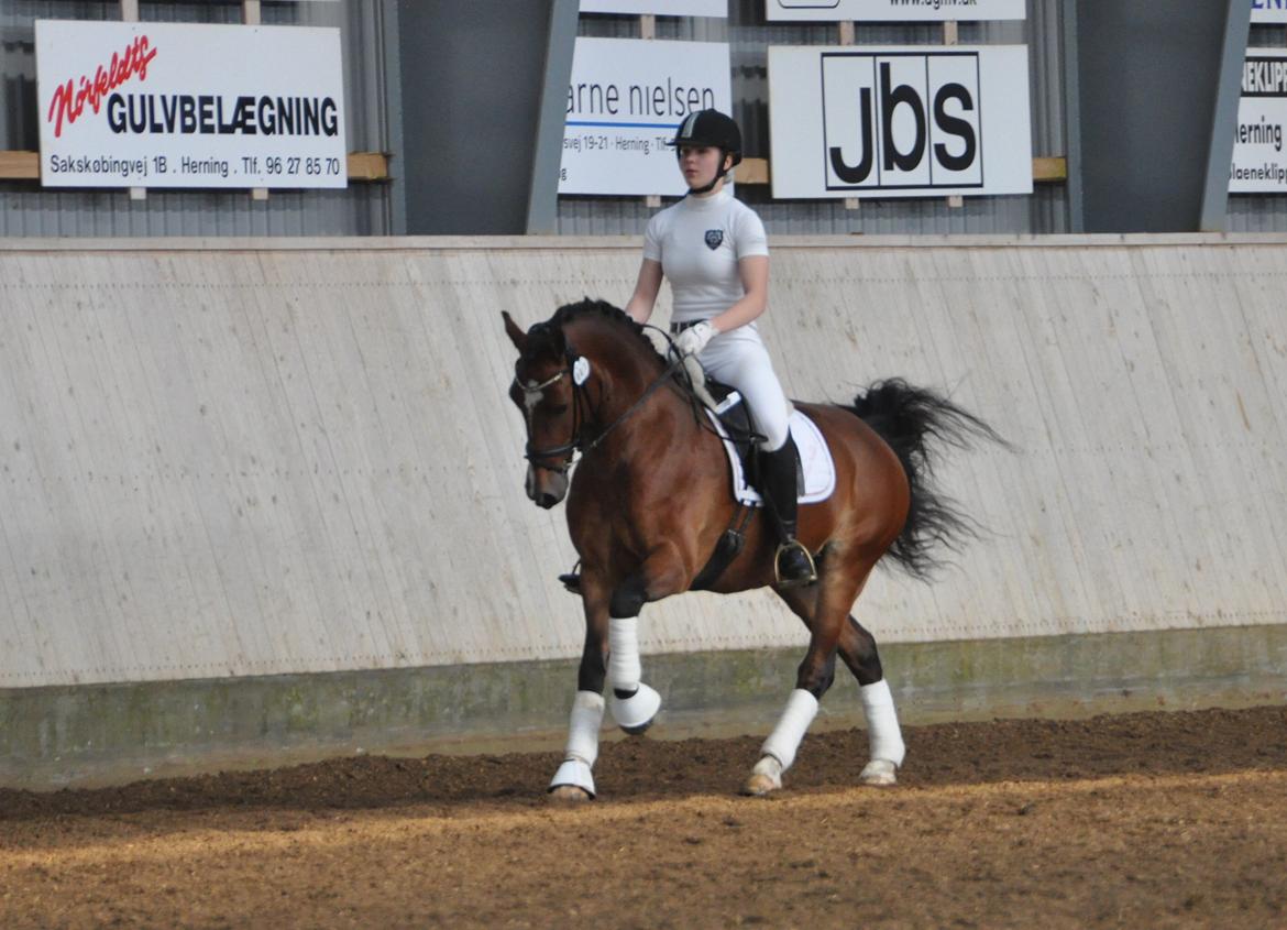 Welsh Cob (sec D) Lindbergs Milton B-PONY - Landsstævne i Herning billede 35