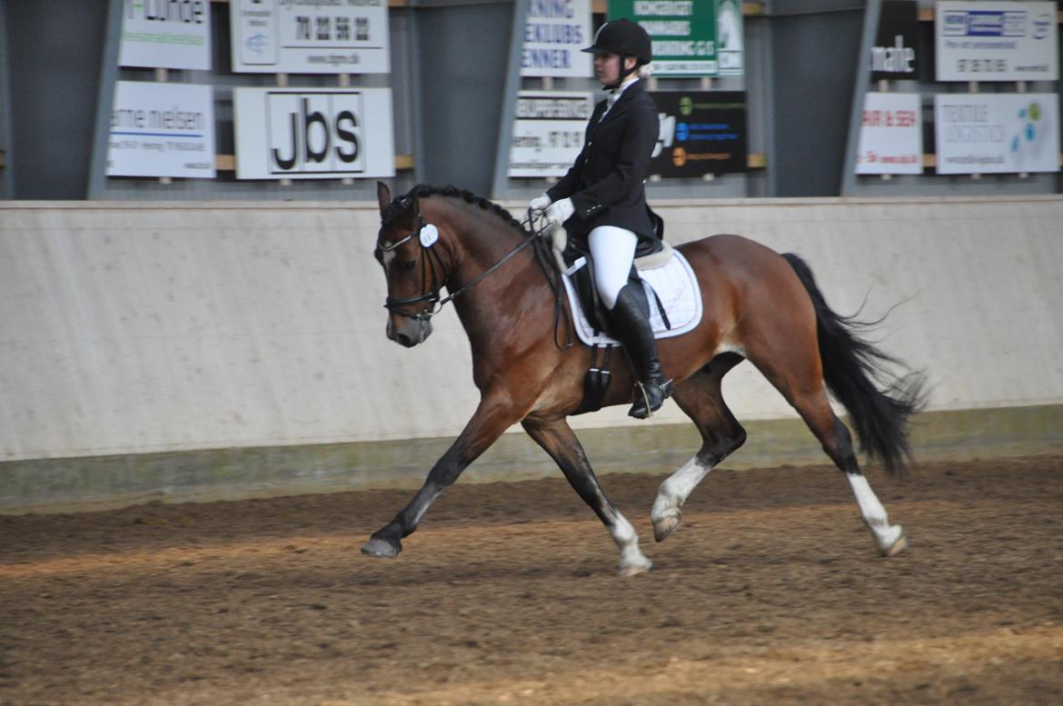 Welsh Cob (sec D) Lindbergs Milton B-PONY - Landsstævne i herning billede 36