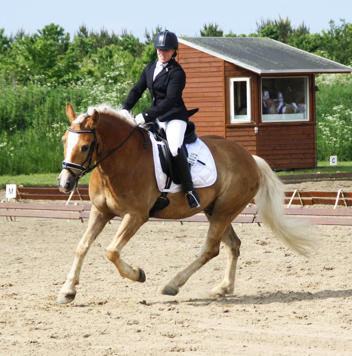 Haflinger BAILEY - GRK 25.5.2014. 63,40% billede 10