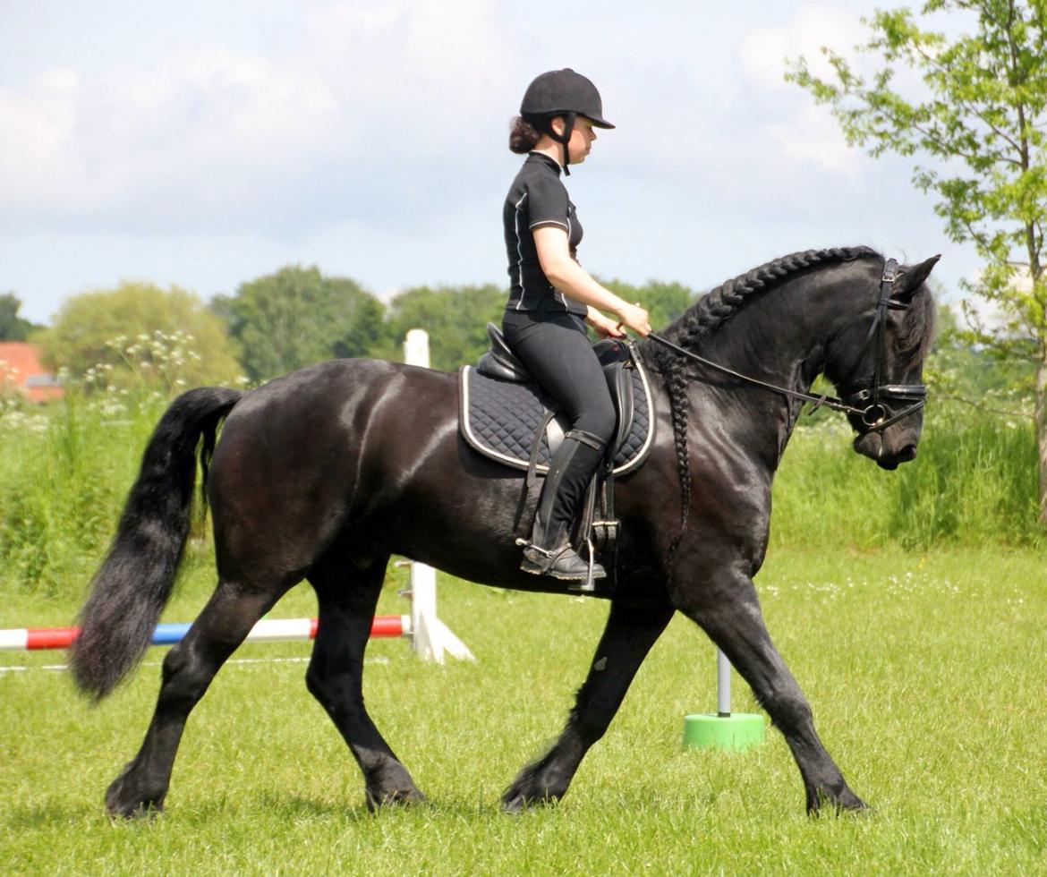 Frieser Zorro - Til TREC på Grr4 Fotograf: Rebekka Christensen billede 19
