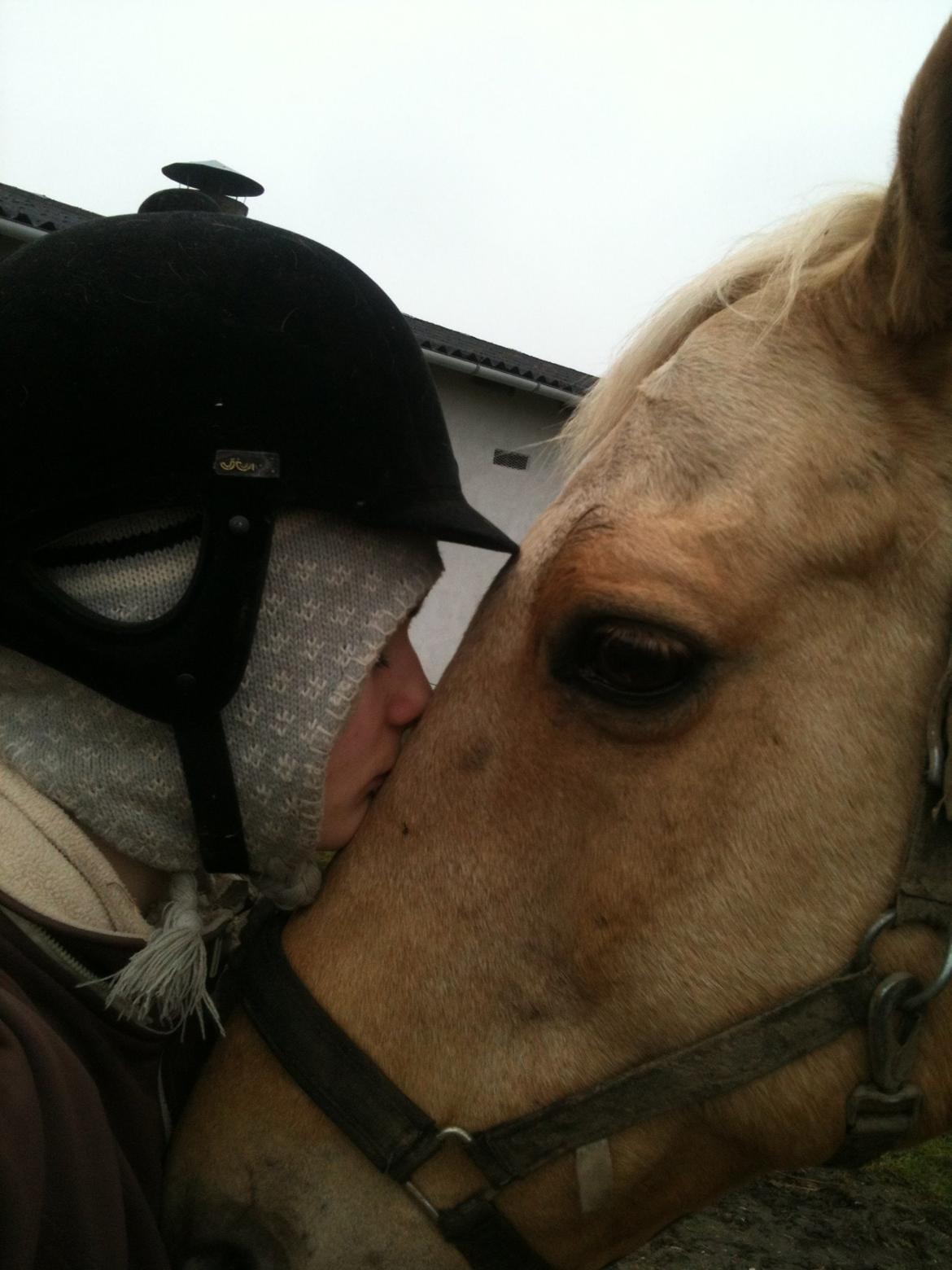 Palomino Amaretto billede 5