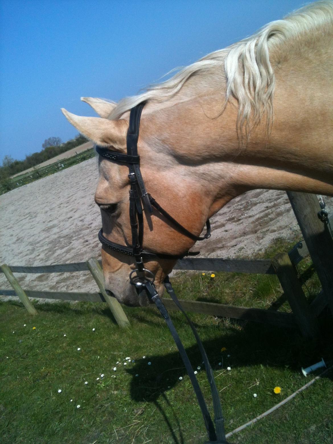 Palomino Amaretto billede 4