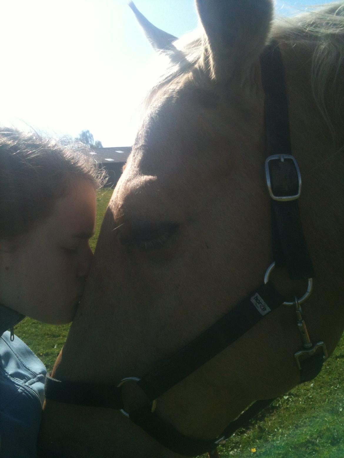 Palomino Amaretto billede 2