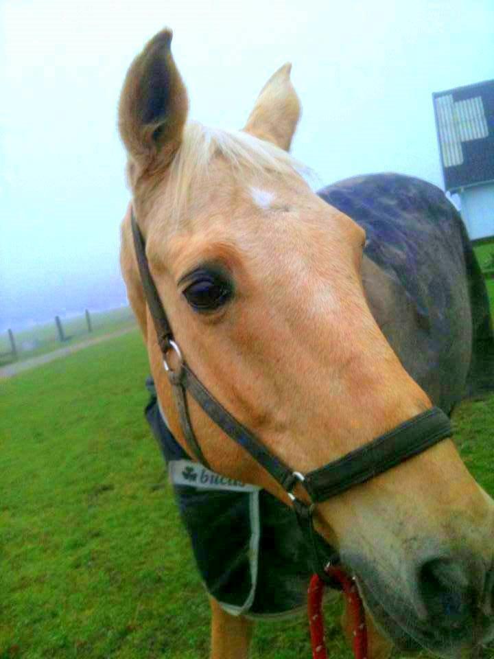 Palomino Amaretto billede 6