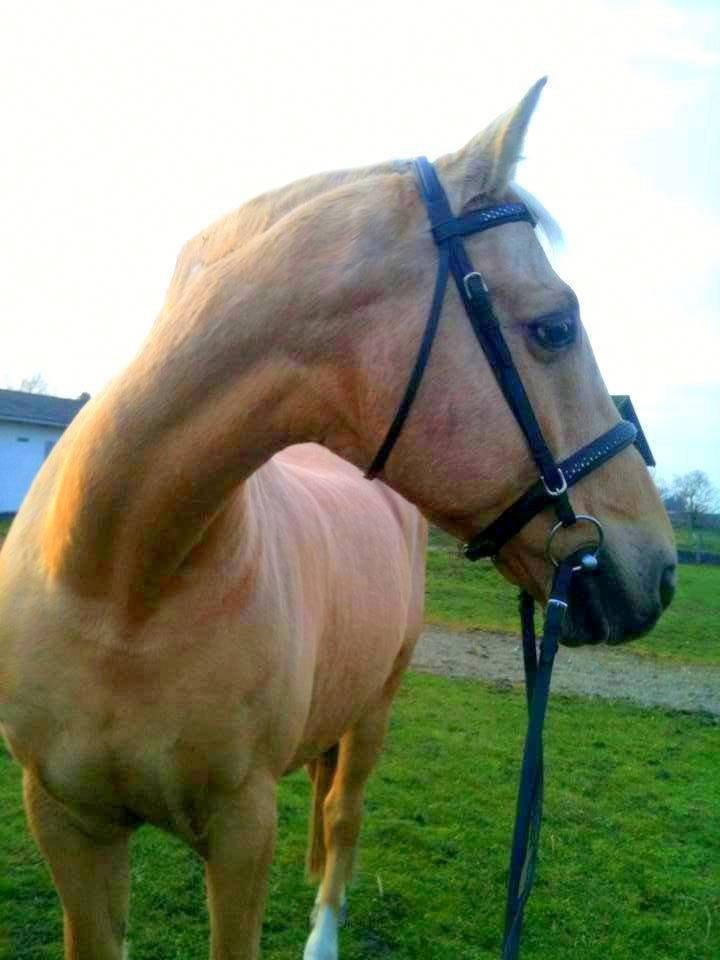 Palomino Amaretto billede 13